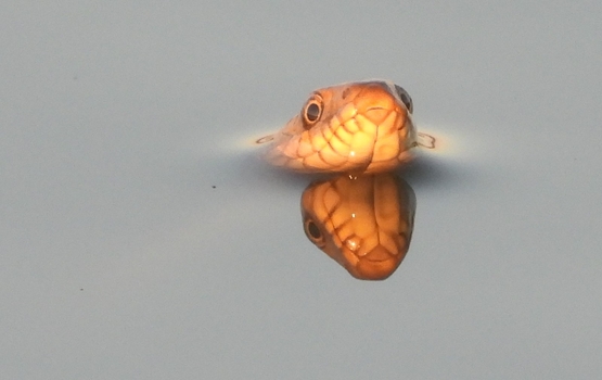 תמונת מופע: סיור בוקר בבריכות הדגים ומאגרי המים